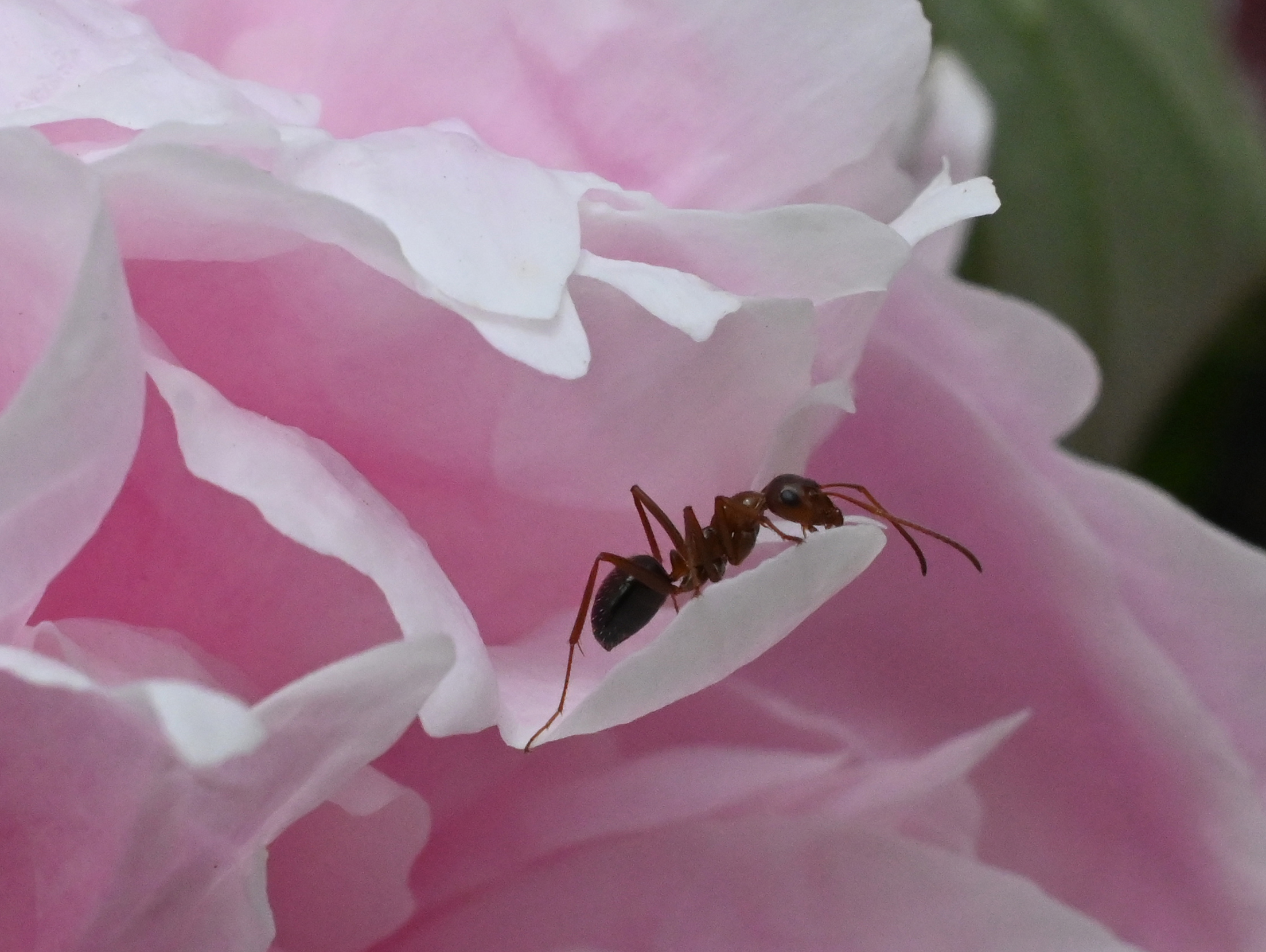 Ant On Peony Shutterbug   1 30 